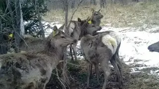 64 марала выпустят в заказники Красноярского края этой весной