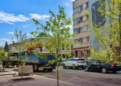 На трёх центральных улицах Красноярска высадят почти 2000 растений
