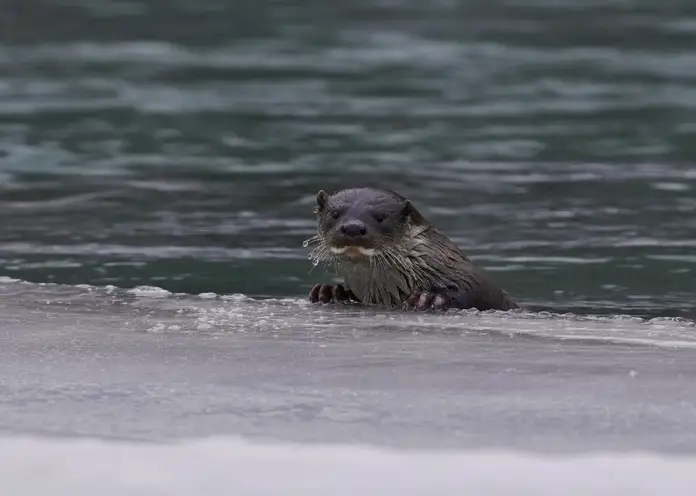 Краснокнижную выдру впервые сфотографировали в Сайлюгемском нацпарке на Алтае