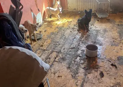 В Кызыле судебные приставы выселили из квартиры стаю собак