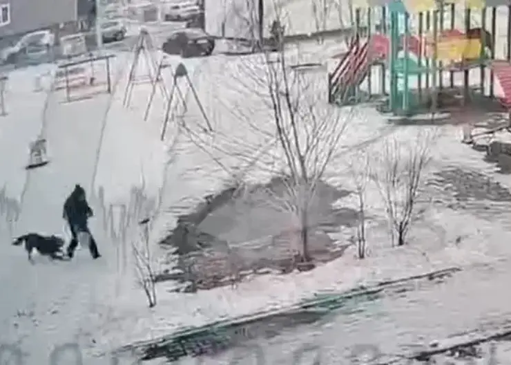 В Красноярске бездомная собака напугала ребенка во дворе на Свердловской