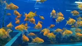 В Красноярск завезли больше 15 тыс рыбок из Таиланда