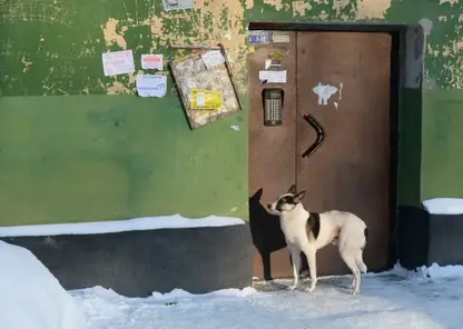 В Новосибирской области приняли закон, разрешающий усыпление бездомных собак