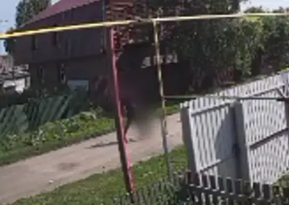 Мужчина сбросил бездомную собаку с моста на железнодорожные пути в Новосибирской области