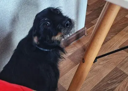 Забайкальцам напомнили о правилах и сроках чипирования домашних собак