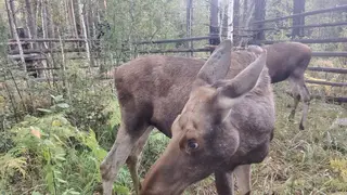 Группу лосей выпустили в естественную среду обитания после реабилитации в Новосибирском зоопарке