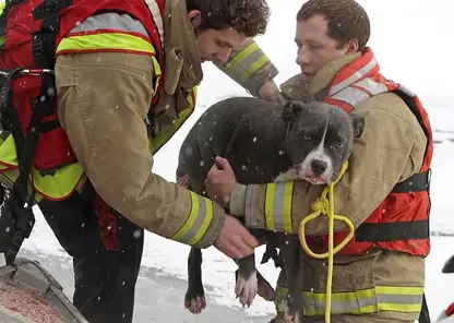 Приюты для животных в Красноярске вместили уже 2100 собак