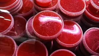 83 килограммов красной игры изъяли у перевозчиков в аэропорту Елизово на Камчатке за неделю