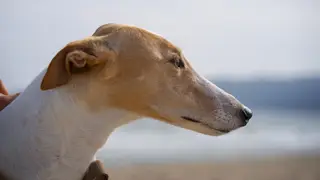 Командные соревнования гончих «Голоса Сибири – 2026» впервые стартовали в Омской области