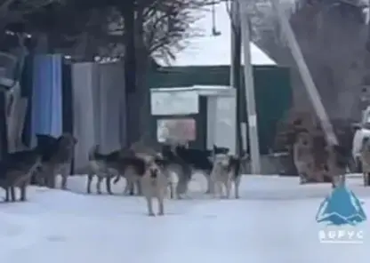 Стая собак перекрыла дорогу в садовом товариществе под Красноярском (видео)