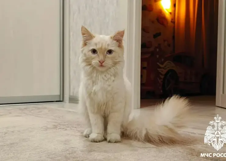 Сотрудники МЧС в Кузбассе спасли от гибели кота, которого в мороз оставили на улице