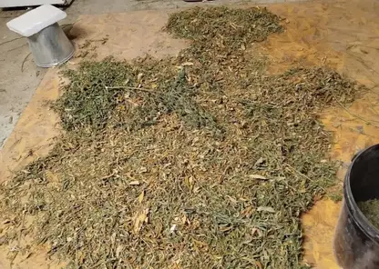 «Дурман-ферма» в Солонцах: красноярец попал под арест за хранение 37 кг наркотиков