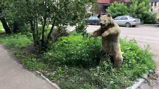 Красноярцев перепугало чучело медведя