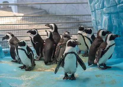 Пингвины устроили заплыв в красноярском «Роевом ручье» (видео)