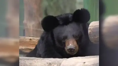 «Гигантская Чебурашка»: в Новосибирске медведь с забавными ушами готов к спячке