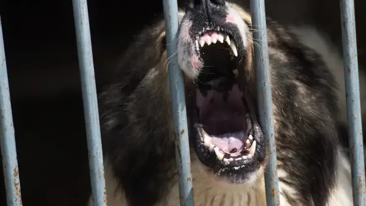 Бездомные собаки напали на детей под Иркутском. Есть пострадавшая