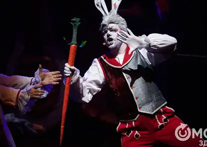 Омский Белый кролик покоряет Калининград