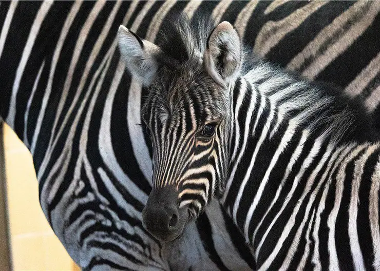 В красноярском «Роевом ручье» появился малыш зебры