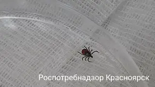 Красноярцам рассказали, как добиться проведения обработки двора от клещей