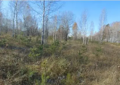 Зарастание Иланск рн