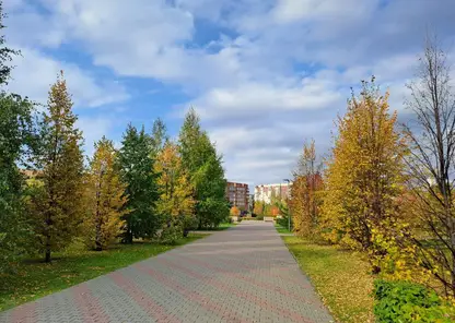погода осень деревья