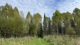 Губернатор Томской области ограничил массовые мероприятия в лесах из-за медведей