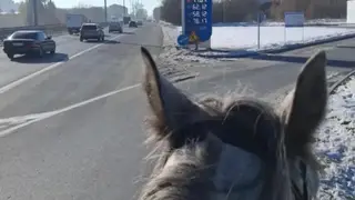 «Либо цены на бензин космос, либо его вообще нет»: новосибирец пересел на лошадь из-за дефицита бензина