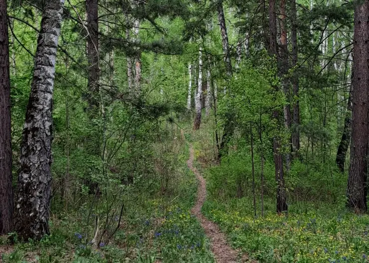 Лес Гремячая грива Красноярск