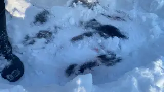 Выследили с воздуха. В Красноярском крае осудили убийц ручного лося Аяна
