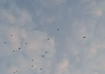 птицы птица небо облака
