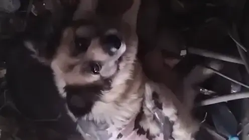 соба