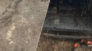 УК «ЖСК» срубила под корень яблони за домом в Зеленой Роще. Жители вооружились яйцами и готовы мстить УК «ЖСК» срубила под корень яблони за домом в Зеленой Роще. Жители вооружились яйцами и готовы мстить
