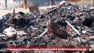Свалку-скотомогильник нашли около детской спортивной школы в Улан-Удэ