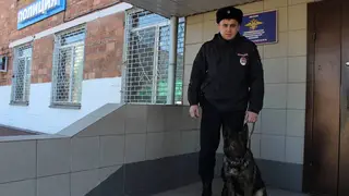 Полицейская собака Вегас помогла раскрыть кражу в Красноярском крае Полицейская собака Вегас помогла раскрыть кражу в Красноярском крае