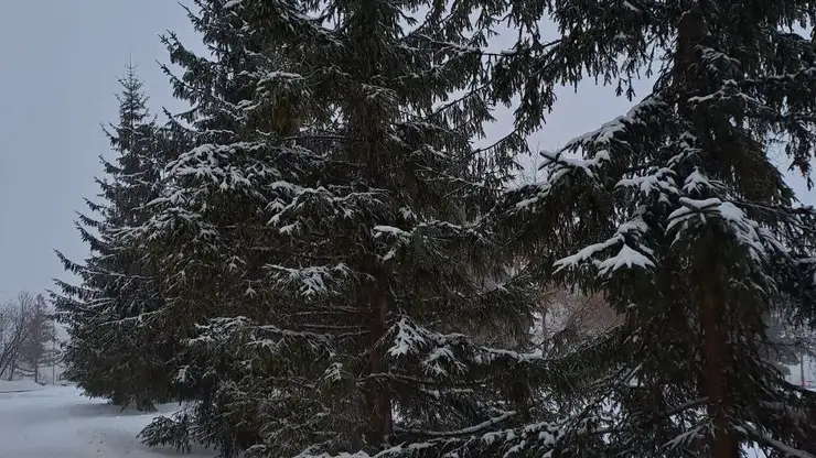 погода зима снег лес