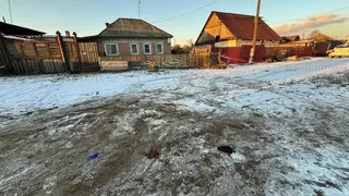 Овчарка напала на девочку в хакасском Черногорске: ее хозяйке назначили исправительные работы