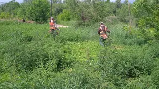 В Красноярске уничтожают наркосодержащие растения