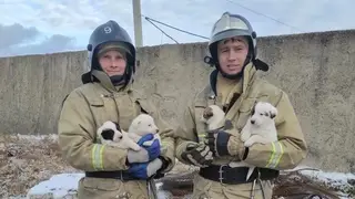 В Красноярском крае пожарные спасли собаку и её щенят В Красноярском крае пожарные спасли собаку и её щенят