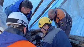В Красноярском крае на сборщика кедровых орехов напал медведь