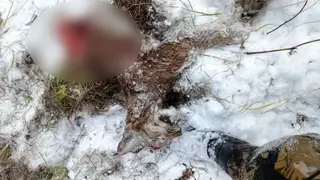 Голодные медведи начали нападать на других зверей в лесах Красноярского края Голодные медведи начали нападать на других зверей в лесах Красноярского края