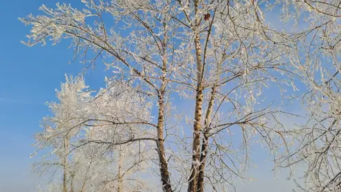 погода зима деревья снег