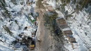 Более 2000 кубометров сосен вырубили под Красноярском