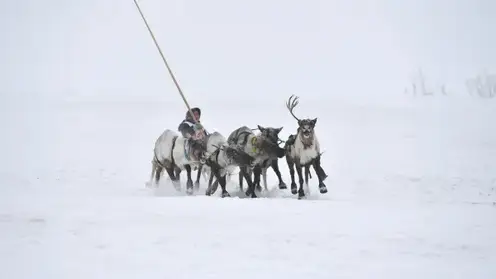 Оленеводы_3