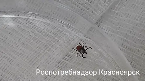 Клещи