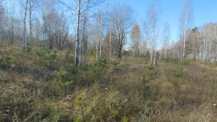 Зарастание Иланск рн