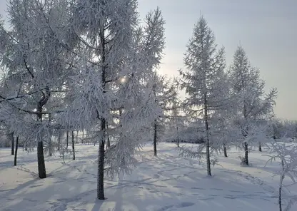 погода мороз деревья снег