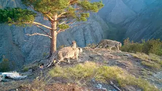 Численность снежных барсов в Саяно‑Шушенском заповеднике достигла 28 особей