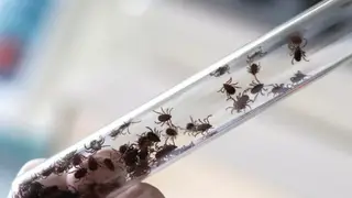 В Красноярском крае зарегистрирован первый случай заболевания эрлихиозом
