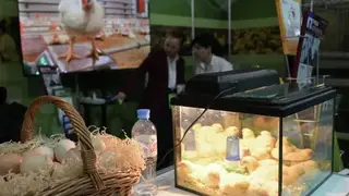«Золотые» яйца в Красноярске: почему цена за полтора месяца так сильно взлетела? «Золотые» яйца в Красноярске: почему цена за полтора месяца так сильно взлетела?