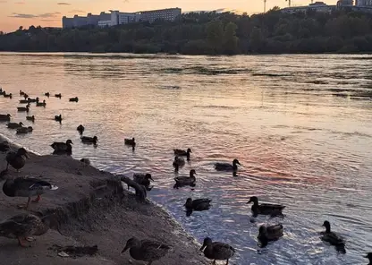 погода утки утка енисей татышев небо закат вид